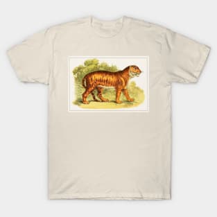 Tiger illustration T-Shirt